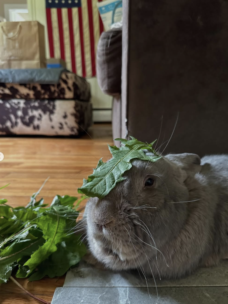 Links 11/10/2025 | naked capitalism